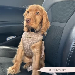 Luxe Mocha Flower Adjustable Neck Harness, Lead & Collar Bundle -Cocopup London 100 e6306a8d 6c9e 4ce4 bcdc d19cbcde45a2