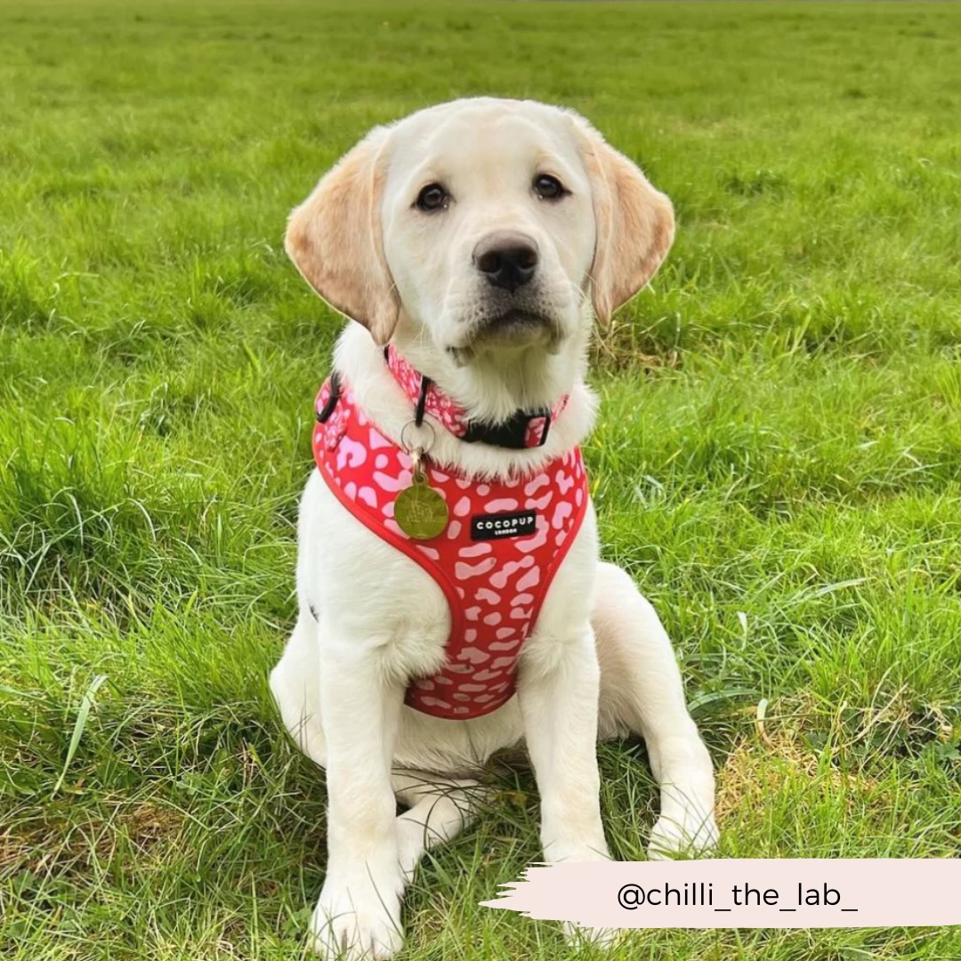 Red & Pink Leopard Adjustable Neck Harness, Lead & Collar Bundle 17 Red & Pink Leopard Adjustable Neck Harness, Lead & Collar Bundle - Image 15