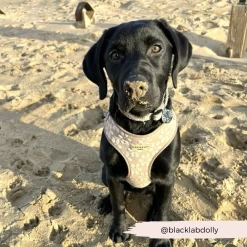 Luxe Mocha Flower Adjustable Neck Harness, Lead & Collar Bundle -Cocopup London 108 23038286 da3b 41d2 b8eb 4438dfc2a8cc