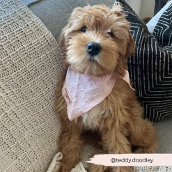 Luxe Bandana - Baby Pink Heart 14 Luxe Bandana - Baby Pink Heart -Cocopup London 109