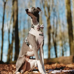 Daisy Chain Collar -Cocopup London 10 2c921cb0 156a 44e4 bed5 f68125ca839b