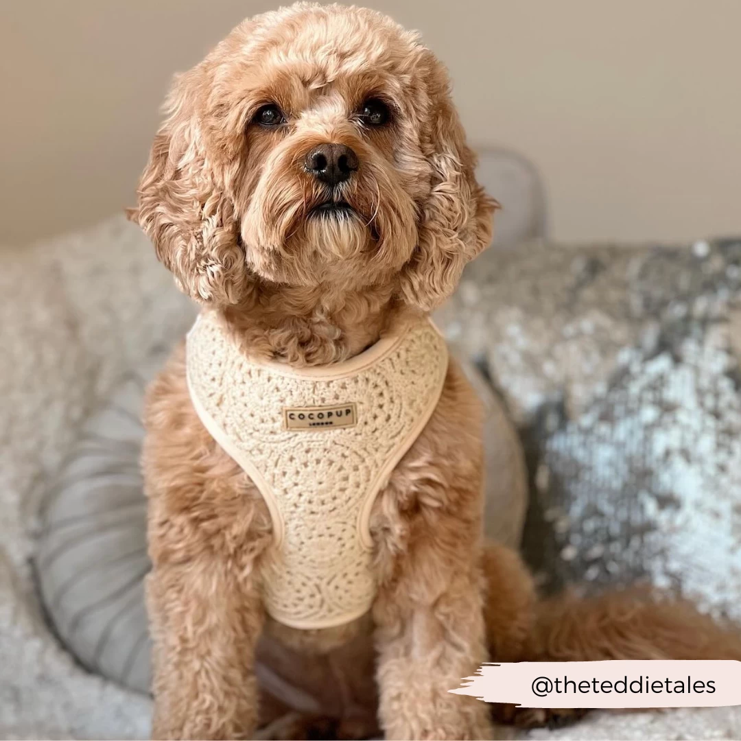 Festival Crochet Adjustable Neck Harness 10 Festival Crochet Adjustable Neck Harness - Image 8