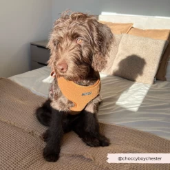 Teddy Adjustable Neck Harness - Paddington -Cocopup London 10 6ba5c64b 09d8 4828 945f 4a0aa62fd5bc