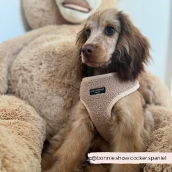 Teddy Adjustable Neck Harness - Rupert -Cocopup London 10 8393df1f f47d 4271 a4b5 7e341623c135