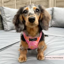 Summer Bloom Adjustable Neck Harness, Lead & Collar Bundle -Cocopup London 10 dc0d063f 06c8 410d b3a2 0b9a275a349b