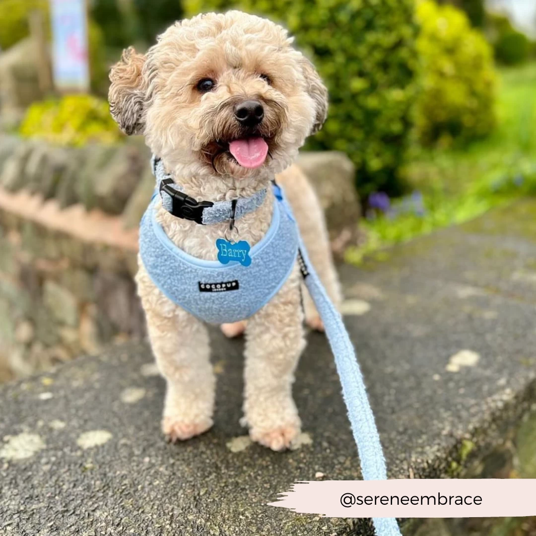 Teddy Daydream Adjustable Neck Harness, Lead & Collar Bundle 16 Teddy Daydream Adjustable Neck Harness, Lead & Collar Bundle - Image 14