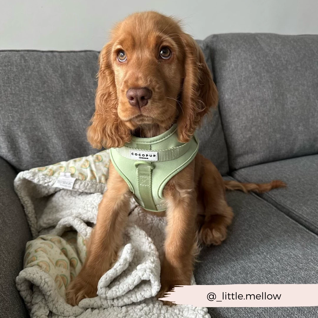 NAKD Adjustable Neck Harness - Matcha 20 NAKD Adjustable Neck Harness - Matcha - Image 18