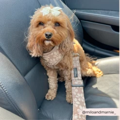 Seat Belt Restraint - Mocha Flower -Cocopup London 114