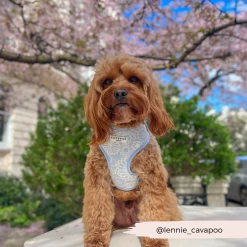 Luxe Baby Blue Flower Adjustable Neck Harness, Lead & Collar Bundle -Cocopup London 119 1e70d94f 4bf4 46b2 a532 375d4d55e8b7