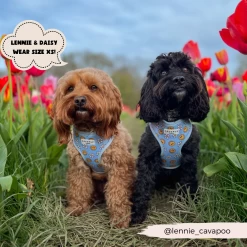 Smiley Pawty Tent Adjustable Neck Harness -Cocopup London 11 098fadd6 6175 4b36 acd2 3ab2d720ba1c