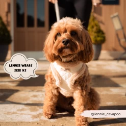 Quilted Adjustable Neck Harness, Lead & Collar Bundle -Cocopup London 11 49b53a53 27a6 4c35 b1ba 81bacf3c854f