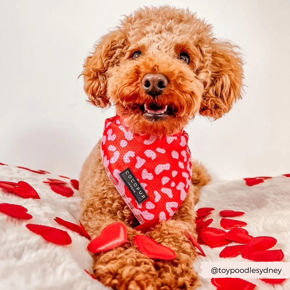 Red & Pink Leopard Bandana 7 Red & Pink Leopard Bandana - Image 5