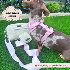 NAKD Adjustable Neck Harness, Lead, Collar & Poop Bag Holder Bundle - Candyfloss -Cocopup London 12 22026e78 7f7b 49b4 92c4 1a6cf15d994b