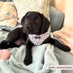 Monochrome Spots Adjustable Neck Harness, Lead & Collar Bundle -Cocopup London 12 8fa20ec3 bb90 450d 939a 8e6660efd819