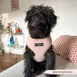 Teddy Rupert Adjustable Neck Harness, Lead & Collar Bundle -Cocopup London 12 af161504 e601 49af 8bd0 e8b95826118b