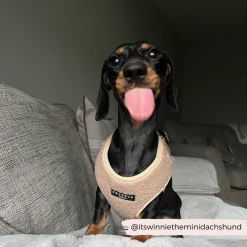 Teddy Adjustable Neck Harness - Rupert -Cocopup London 12 d07347f6 2d3b 4880 944f 0a3d6f9fb6fd