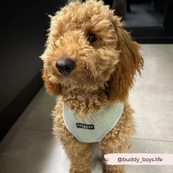 Sage Tweed Adjustable Neck Harness -Cocopup London 13 17e85cf9 5093 452e 8d5f 834bf122fea5