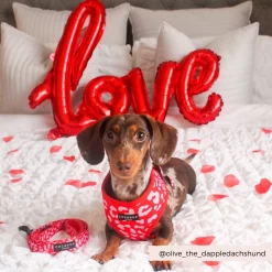 Red & Pink Leopard Adjustable Neck Harness, Lead & Collar Bundle 27 Red & Pink Leopard Adjustable Neck Harness, Lead & Collar Bundle -Cocopup London 13 2e6fb600 7eab 4d62 b0b6 707bbaf8e19c