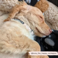 Groovy Florals Collar 7 Groovy Florals Collar -Cocopup London 13 45a8e2fd 02df 4e54 bcd7 fcc216e5a133