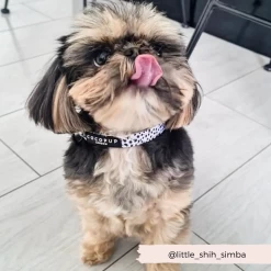 Monochrome Spots Collar 11 Monochrome Spots Collar -Cocopup London 13 5c97f89e f70c 4535 9157 178110124c1c