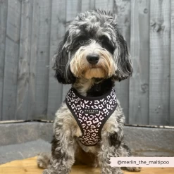 Black Leopard Adjustable Neck Harness -Cocopup London 13 d3b8eb12 93d7 4587 baac b83a2335d970