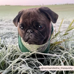 Sage Leopard Adjustable Neck Harness -Cocopup London 14 bb655fb4 1104 459c 8888 8f43d82c3b31