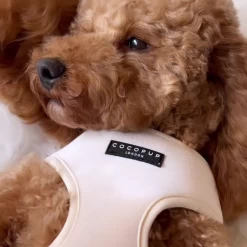 Luxe Velvet Adjustable Neck Harness, Lead & Collar Bundle - Champagne -Cocopup London 15 6dd7a62b dd8e 4ebb 8b13 6b7a463a9e50