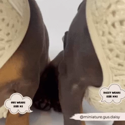 Festival Crochet Adjustable Neck Harness, Lead & Collar Bundle -Cocopup London 16 2fc0470a bc61 4f31 964c b2a3b8b4583f