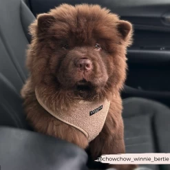 Teddy Rupert Adjustable Neck Harness, Lead & Collar Bundle -Cocopup London 16 4419eb5c e6a5 45b1 b2e3 3bda96e63ab8