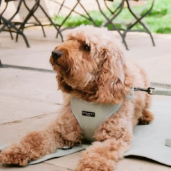 Sage Tweed Adjustable Neck Harness -Cocopup London 16 59c244c0 f651 4348 a9b0 4a21e0df8a51