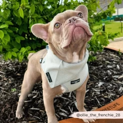 Sage Tweed Bandana -Cocopup London 16 e7cb0f1b fa20 498c b65d 8bac8986dd28