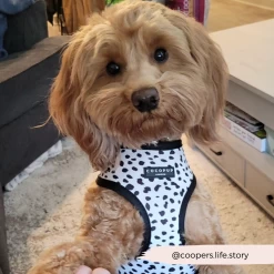Monochrome Spots Adjustable Neck Harness, Lead & Collar Bundle -Cocopup London 174 f166e603 16c9 4875 b475 03533956f149
