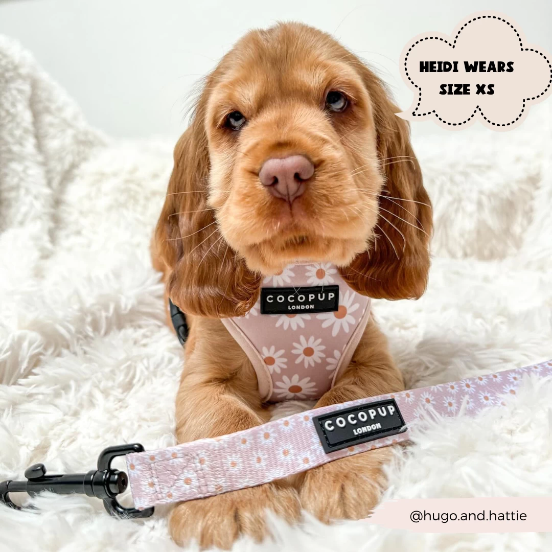 Daisy Chain Adjustable Neck Harness, Lead & Collar Bundle 16 Daisy Chain Adjustable Neck Harness, Lead & Collar Bundle - Image 14