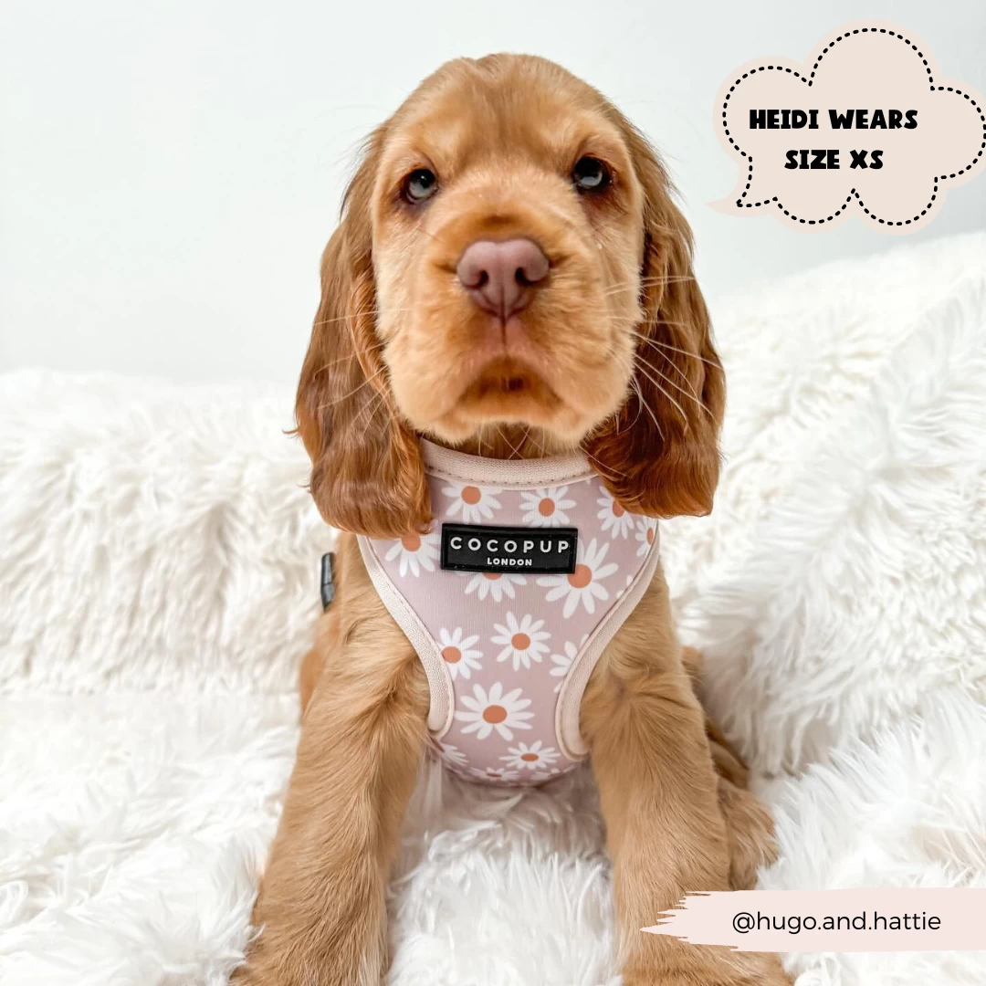 Daisy Chain Adjustable Neck Harness, Lead & Collar Bundle 9 Daisy Chain Adjustable Neck Harness, Lead & Collar Bundle - Image 7