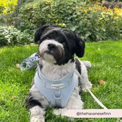 NAKD Adjustable Neck Harness - Bubblegum -Cocopup London 177 d3d55d81 681d 4605 9bca 7a6729adb5cf