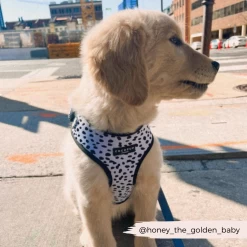Monochrome Spots Adjustable Neck Harness, Lead & Collar Bundle -Cocopup London 178