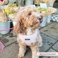 Teddy Adjustable Neck Harness - Love-a-Lot 38 Teddy Adjustable Neck Harness - Love-a-Lot -Cocopup London 17 2d4f4437 6453 4ce5 9643 45465c1c322e