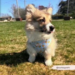 Smiley Pawty Tent Adjustable Neck Harness -Cocopup London 17 6c049366 56ef 473c ac01 ac8b7bacd2cb