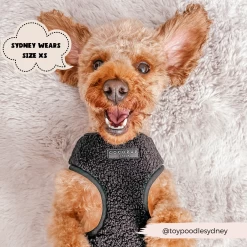 Teddy Baloo Adjustable Neck Harness, Lead & Collar Bundle -Cocopup London 17 722a5eef b8c2 4c66 ab76 ef6dfe34cbe6