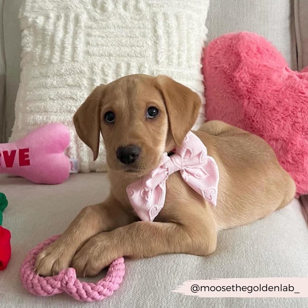 Luxe Sailor Bow Tie - Baby Pink Heart 12 Luxe Sailor Bow Tie - Baby Pink Heart - Image 10