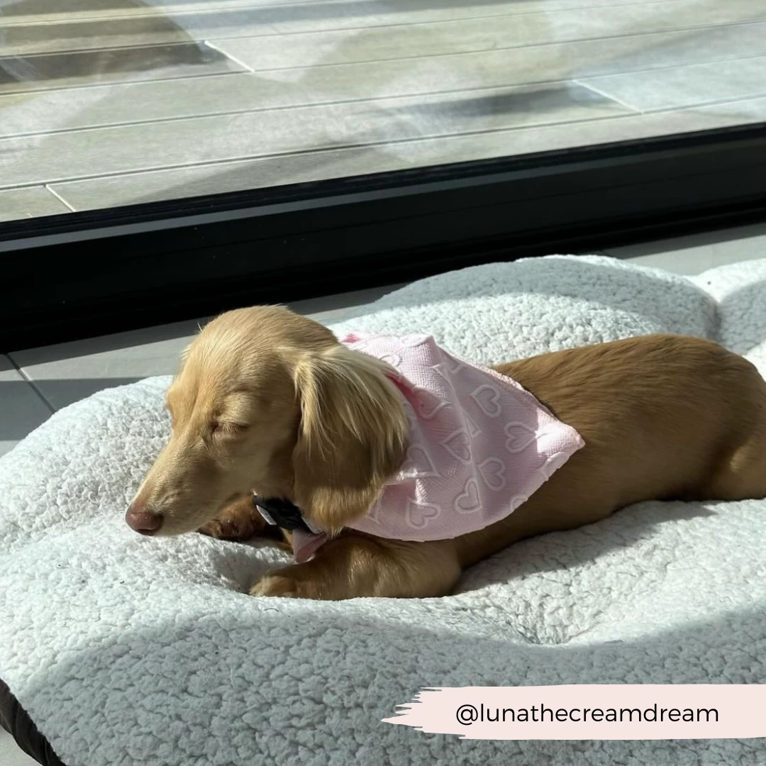 Luxe Bandana - Baby Pink Heart 9 Luxe Bandana - Baby Pink Heart - Image 7