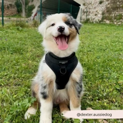 NAKD Adjustable Neck Harness - Liquorice -Cocopup London 184