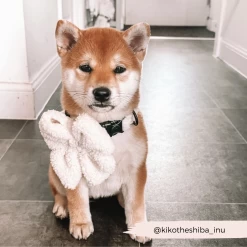 Teddy Sailor Bow Tie - Dolly -Cocopup London 185