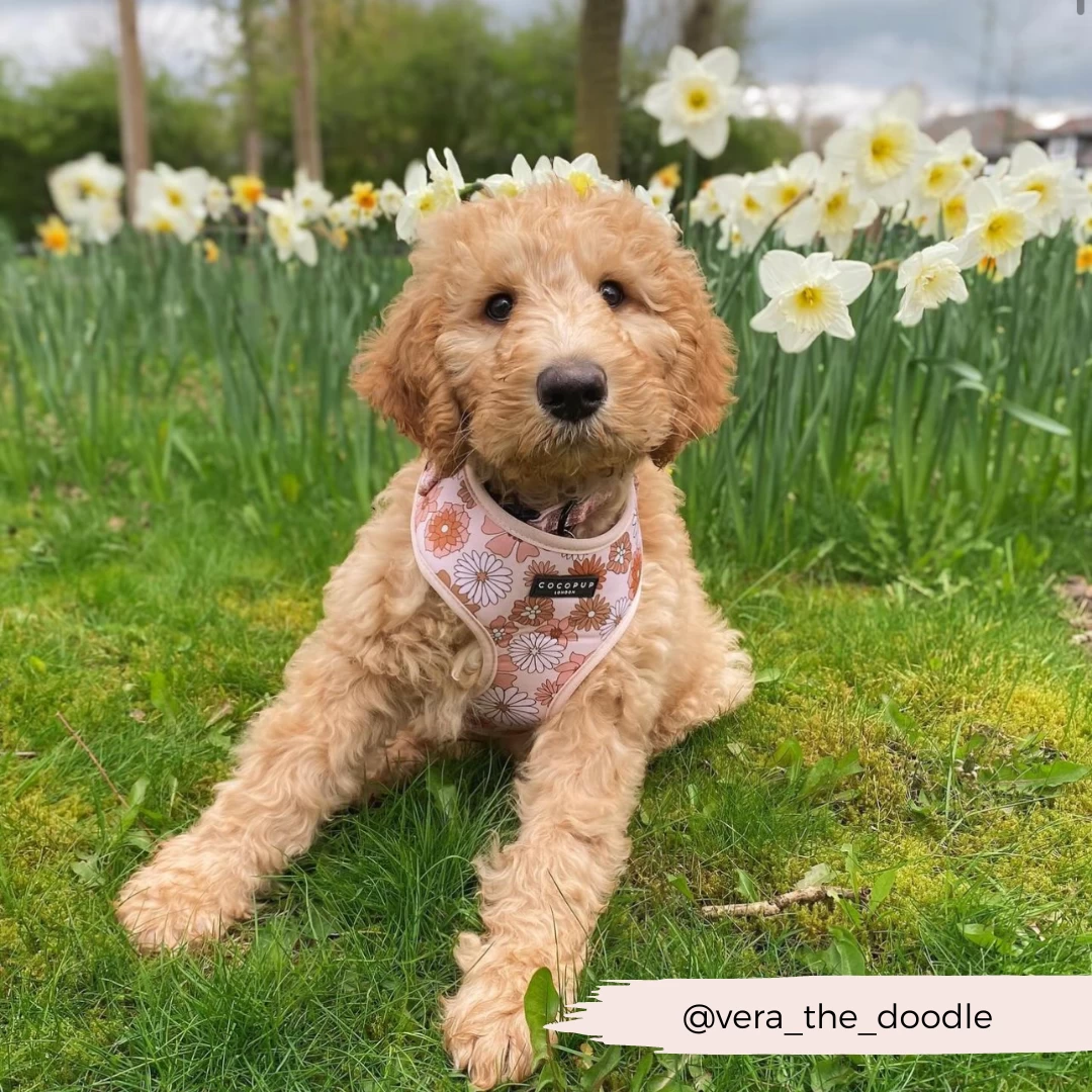 Groovy Florals Adjustable Neck Harness, Lead & Collar Bundle 13 Groovy Florals Adjustable Neck Harness, Lead & Collar Bundle - Image 11