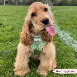 NAKD Adjustable Neck Harness - Matcha 31 NAKD Adjustable Neck Harness - Matcha -Cocopup London 18 1b335c20 d083 4918 93a5 8f6e7de52f77