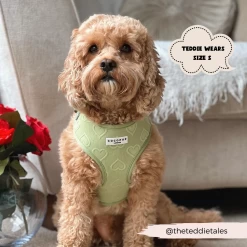 Luxe Sage Heart Adjustable Neck Harness, Lead & Collar Bundle -Cocopup London 18 657078e3 3160 44ec 8bd4 afa31edfeec4