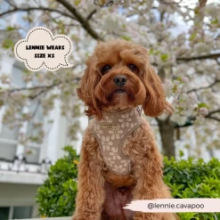 Luxe Mocha Flower Adjustable Neck Harness, Lead & Collar Bundle -Cocopup London 18 74e4e2be 670d 43bd 9987 517e962982dd