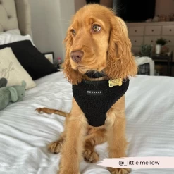 Teddy Baloo Adjustable Neck Harness, Lead & Collar Bundle -Cocopup London 18 8a00e7cd 5f9b 48fb 973d 1f29c04a03a1