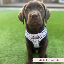 Monochrome Spots Adjustable Neck Harness, Lead & Collar Bundle -Cocopup London 18 dd4a0207 8bf1 4199 a34d f9c5ff23d022