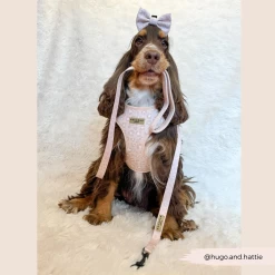 Nude Chic Leopard Adjustable Neck Harness, Lead & Collar Bundle -Cocopup London 196